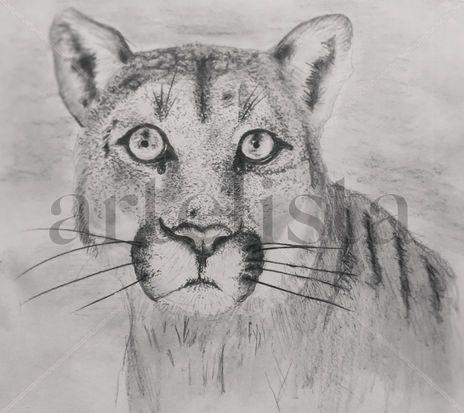 Puma de los andes