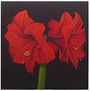 amaryllis