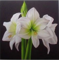 Amaryllis