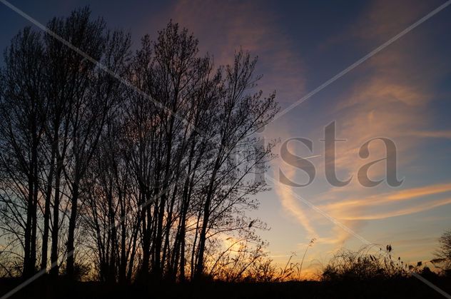 Atardecer rosa con árboles en el campo