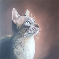 Retrato de gato