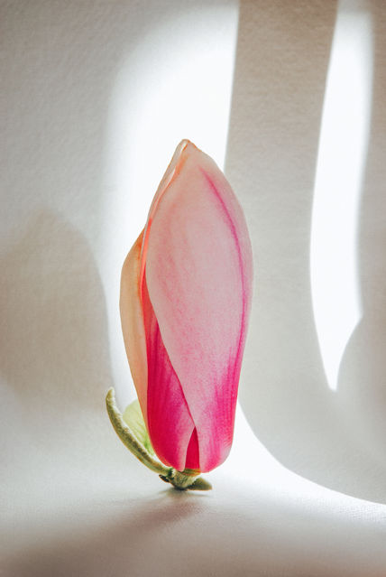 Magnolia Flor...