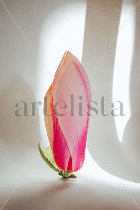 Magnolia Flor...