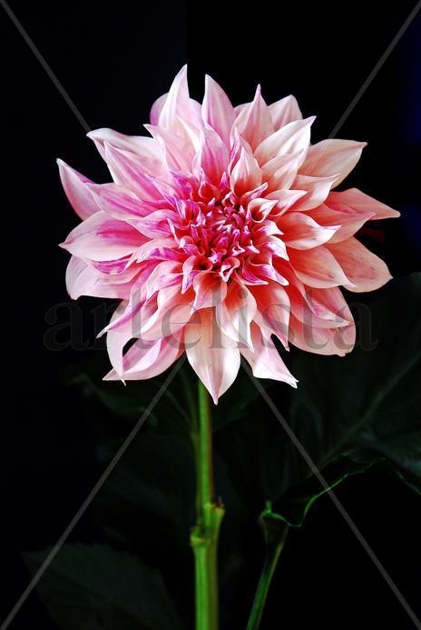 Retrato de una Flor...