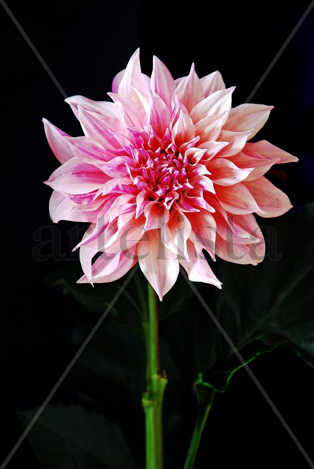Retrato de una Flor Dalia muy orgullosa