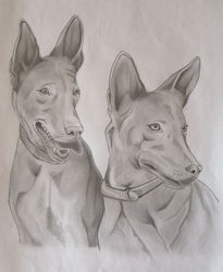 Podenco Dogs