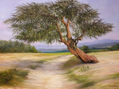 HUARANGO IQUEÑO