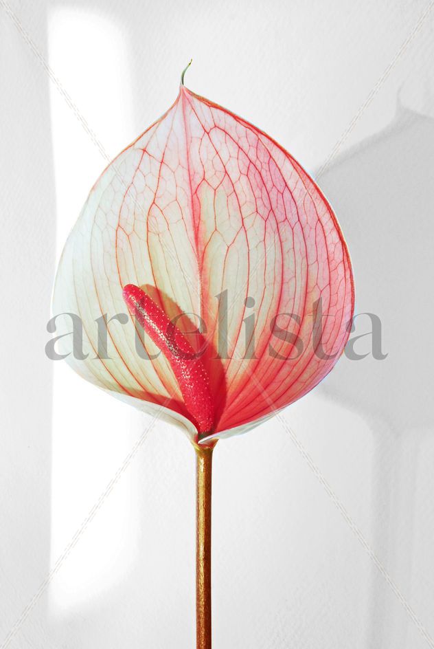 Retrato de una bella  flor de Anturio .