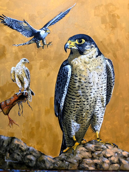 HALCON  PEREGRINO Acrylic Canvas Animals