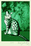 Gato verde