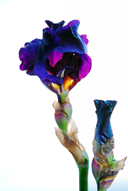 Black Iris Flower...