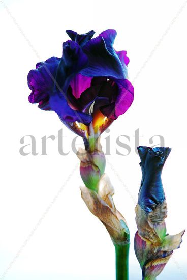 Black Iris Flower with her daughter Bodegones Color (Digital)