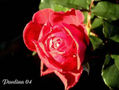 Imagen11