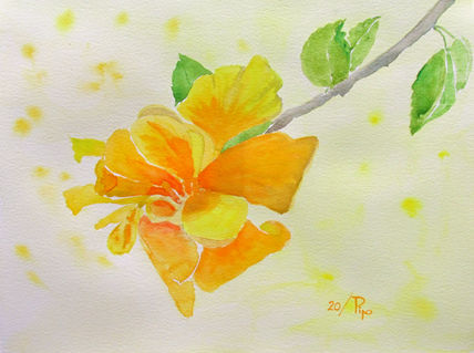 Hibisco doble