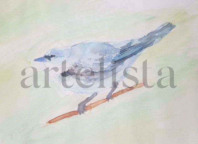 Retrato Cerulean Warbler