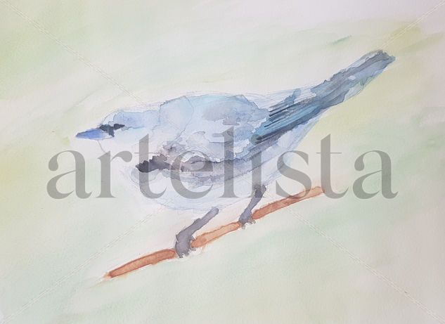 Retrato Cerulean Warbler Watercolour Paper Animals