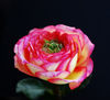 Bellisima Rosa con Espinas entre sus petalos