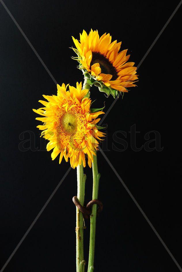 Pareja de Girasoles enganchados.