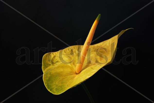 Flor de Anthurium Amarilla y potente. Still lifes Color (Digital)