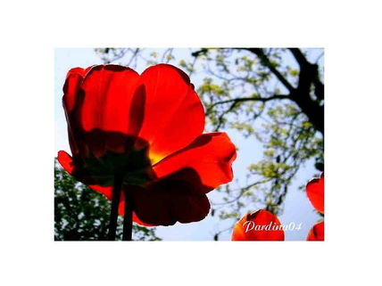 Imagen15