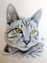 Gato Ojos Amarillo