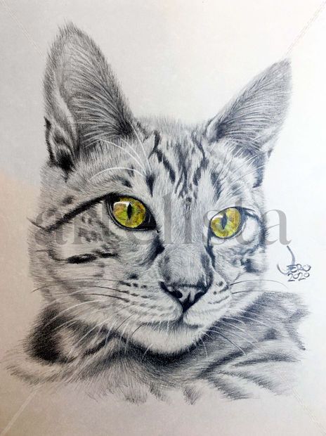 Gato Ojos Amarillo