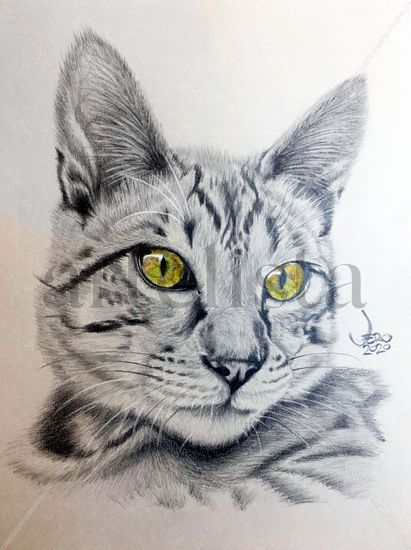 Gato Ojos Amarillo Pencil