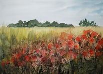 Amapolas