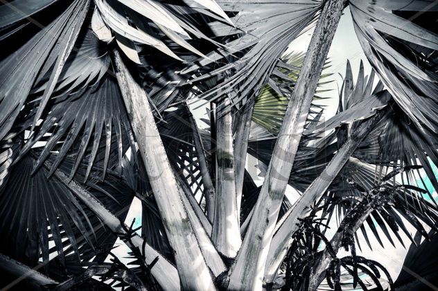 GREY PALMS