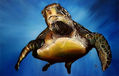 TORTUGA EN TRANQUILIDAD