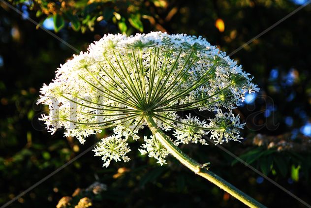 Sombrilla de Luz en un Heracleum Gigante