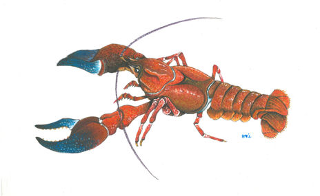 Cangrejo