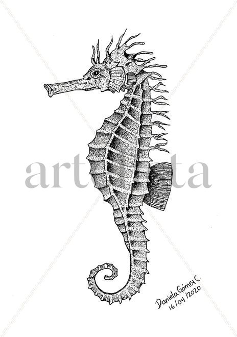 Caballito de mar