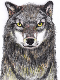 Lobo