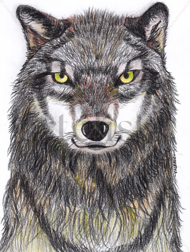 lobo