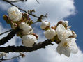 floracion