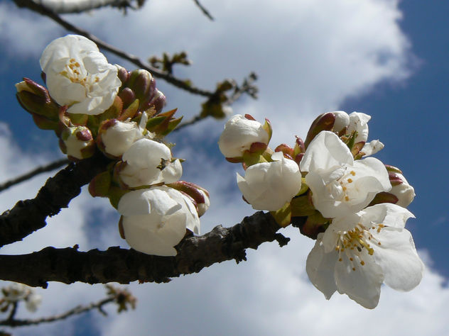 floracion