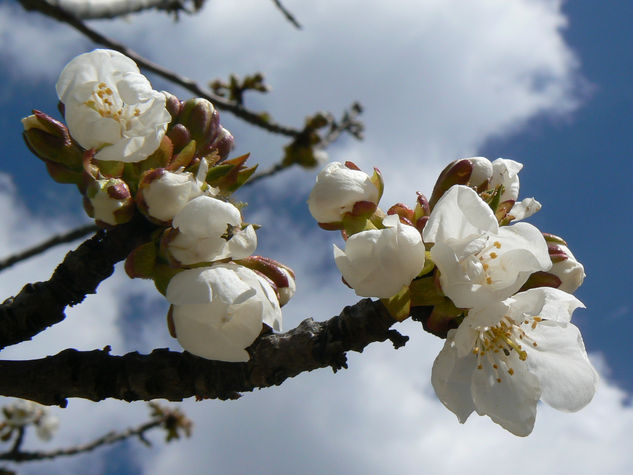 floracion 