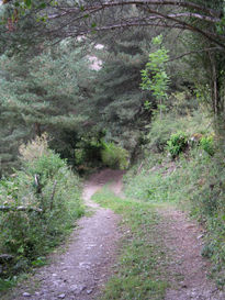 Camino hacia el bosque