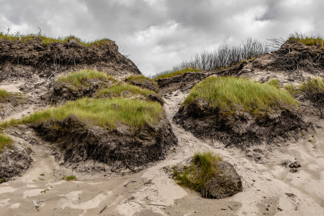 Dunas melenudas / Hairy dunes. Nature Color (Digital)