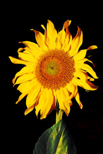 Giant SunFlower...