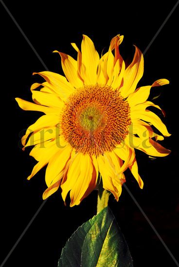 Giant SunFlower directed to the Sun Bodegones Color (Digital)