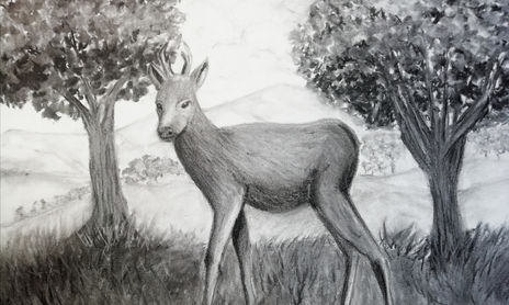 Animales