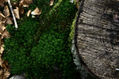 ARBOL CAIDO