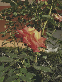 Rosas