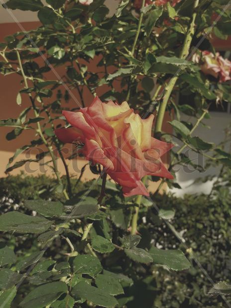 Rosas