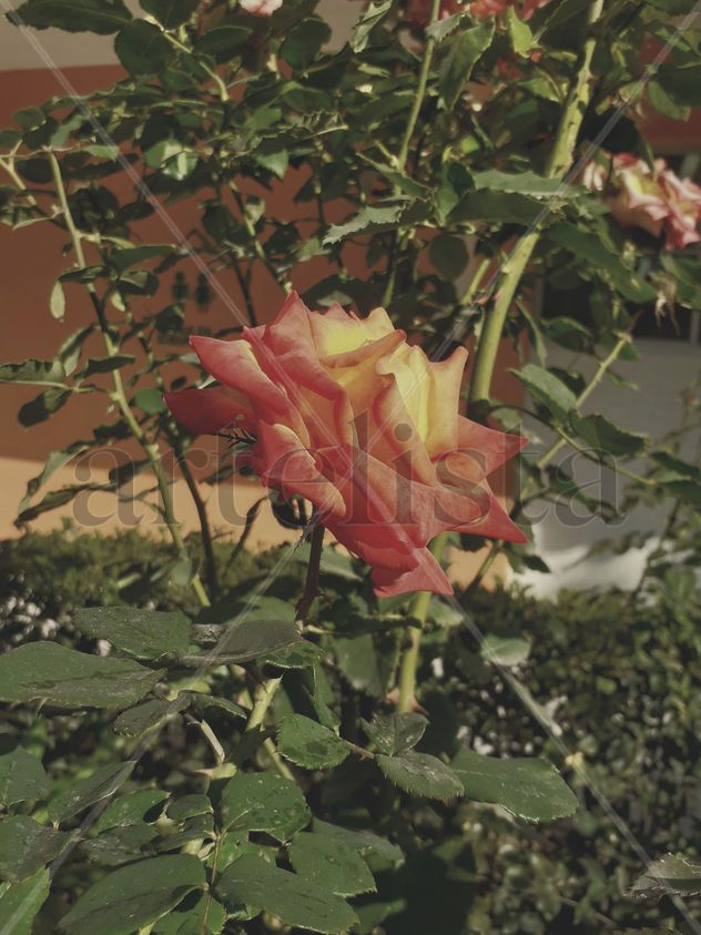 Rosas