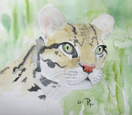 Ocelote