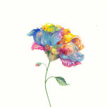 Flores thumbnail 2