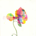 Flores thumbnail 1
